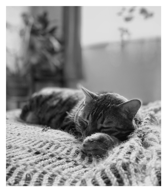 This is a black and white photo of bengal cat Neko in a dreamy sleep on the bed. The sun coming in the window backlights the photo.