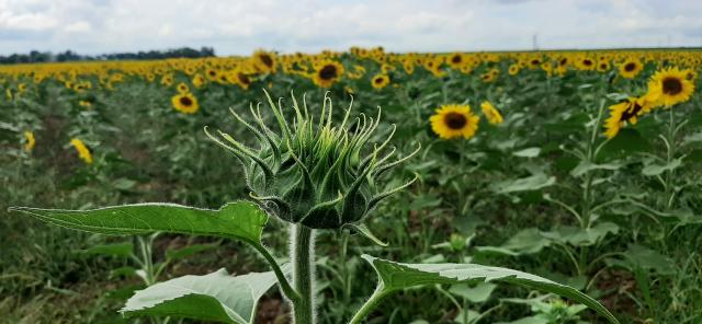 Blossomed Sunflowers in a sunflower field. In the front an unopen sunflower showing a green corrola from which are sticking out green tentacules looking like straight hairs. Overall effect the king in front of an immense crowd of flowers.