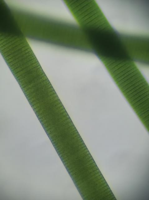 Closeup of algal filaments