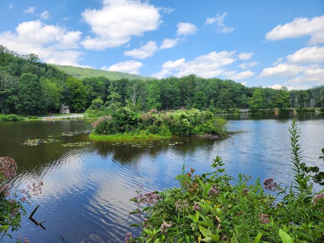 Pond with a lush green island in the middle