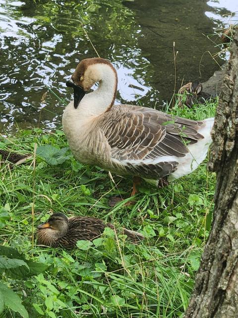 Large sleeping goose and ducks on the edge of a stream