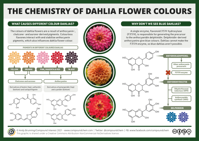 Infographic on the chemistry of dahlia flower colours. The colours of dahlias result from anthocyanin-, chalcone- and aurone-derived pigments. Colourless sflavones also interact with and stabilise anthocyanin pigments. Chalcones and aurones lead to yellow and orange dahlias, while anthocyanins play a part in orange, pink, red and black dahlias. Blue dahlias aren't seen because dahlias lack an enzyme for making delphinidin, the anthocyanin which leads to blue flowers.