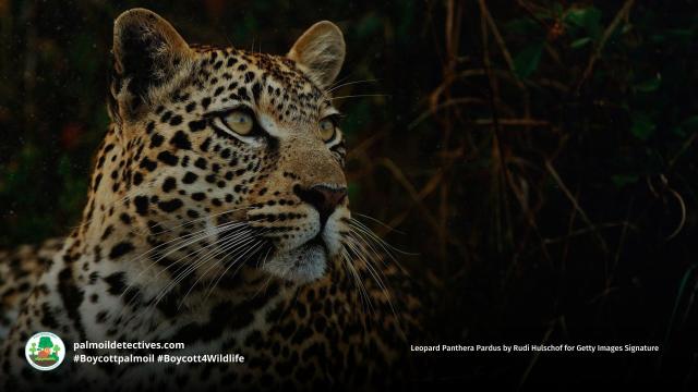 Sleek and splendid jungle royalty - #leopards 🐆💛 are adaptable, yet are now #extinct in places due to #palmoil #deforestation, #poaching and other threats. Fight for them in the supermarket and be #vegan #Boycottpalmoil #Boycott4Wildlife https://palmoildetectives.com/2021/03/11/leopard-panthera-pardus/ @palmoildetect