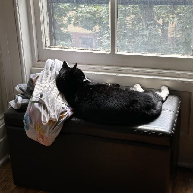 A black and white cat is lying on a black ottoman next to a window, with a pile of clothes nearby. The cat is looking out at the view through the window.