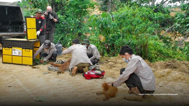 “That scream I can still hear now, the tone went through me, the pitch could have broken a glass, it was so high and shocking to hear.“ Wildlife Photographer Craig Jones1 recalls rescuing a mum and baby #orangutan from a "sustainable" #RSPO #palmoil plantation https://palmoildetectives.com/2021/07/01/eyewitness-by-craig-jones-a-mother-and-baby-orangutan-are-rescued-from-an-rspo-palm-oil-plantation-in-sumatra/ 

Images: Craig Jones Wildlife Photography 