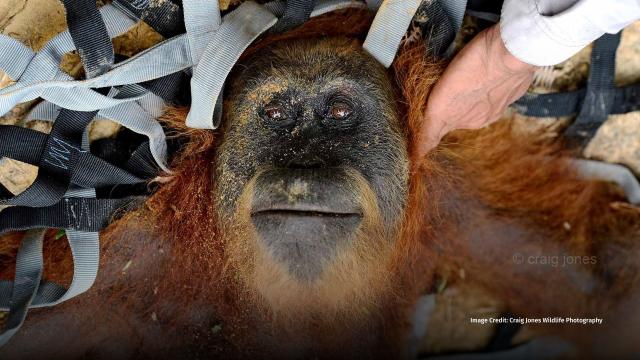 “That scream I can still hear now, the tone went through me, the pitch could have broken a glass, it was so high and shocking to hear.“ Wildlife Photographer Craig Jones1 recalls rescuing a mum and baby #orangutan from a "sustainable" #RSPO #palmoil plantation https://palmoildetectives.com/2021/07/01/eyewitness-by-craig-jones-a-mother-and-baby-orangutan-are-rescued-from-an-rspo-palm-oil-plantation-in-sumatra/ 

Images: Craig Jones Wildlife Photography 