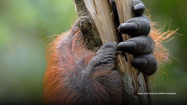 “That scream I can still hear now, the tone went through me, the pitch could have broken a glass, it was so high and shocking to hear.“ Wildlife Photographer Craig Jones1 recalls rescuing a mum and baby #orangutan from a "sustainable" #RSPO #palmoil plantation https://palmoildetectives.com/2021/07/01/eyewitness-by-craig-jones-a-mother-and-baby-orangutan-are-rescued-from-an-rspo-palm-oil-plantation-in-sumatra/ 

Images: Craig Jones Wildlife Photography 