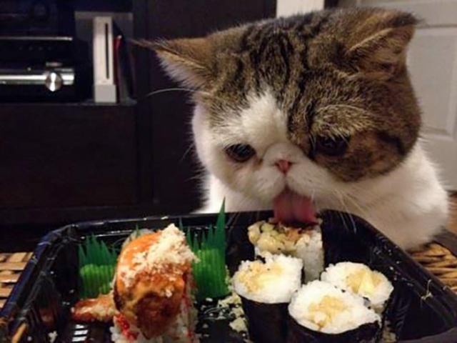 cat licking sushi