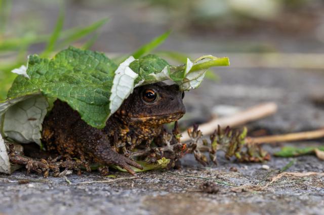 A picture of a toad, looking into the camera from a side profile, standing on a grey, concrete paving slab. Over the toad's head is a green buddleja leaf, doing a poor job hiding it