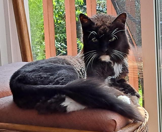 A 15 year old long-haired tuxedo cat rests on a backless chair near a glass door to the outside. His body is closely shaved with a pouf of hair at the end of his tail. 