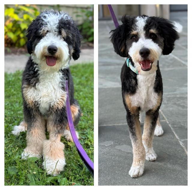 Capricorn, a black white and tan dog, before and after a haircut.