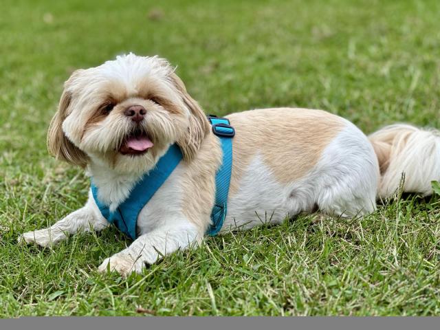 Blond and white Shih-Tzu dog with a short haircut for summertime. He's laying in the grass enjoying a nice day.