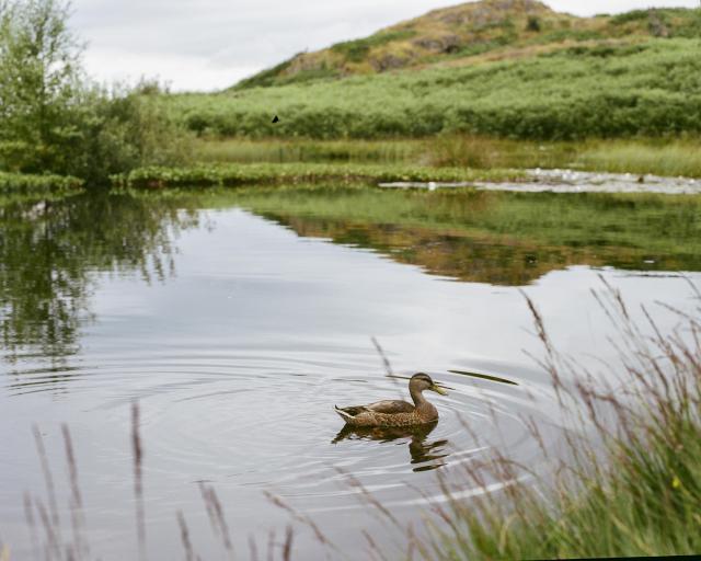 A duck in a tarn. The water is very still and reflective, with the ripples from the duck's movement clearly visible on the surface.