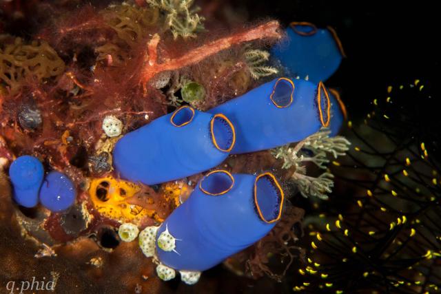 "2023, philippines, solitude one, bobby's wall blue tunicates."

q phia, CC BY 2.0 via Flickr: https://flic.kr/p/2oQ6L2e