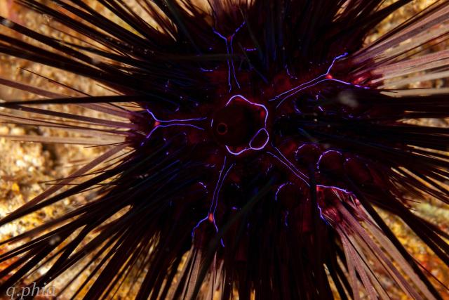 "2023, philippines, solitude one, gato island neon sea urchin."

q phia, CC BY 2.0 via Flickr: https://flic.kr/p/2oQ5L1Z