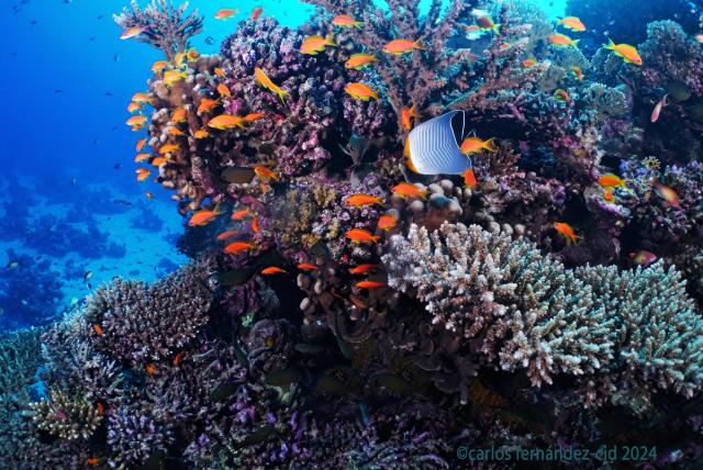 "Mar Rojo 2022."

Carlos Fernandez-Cid, carloscies, CC BY 2.0 via Flickr: https://flic.kr/p/2q1NPtX