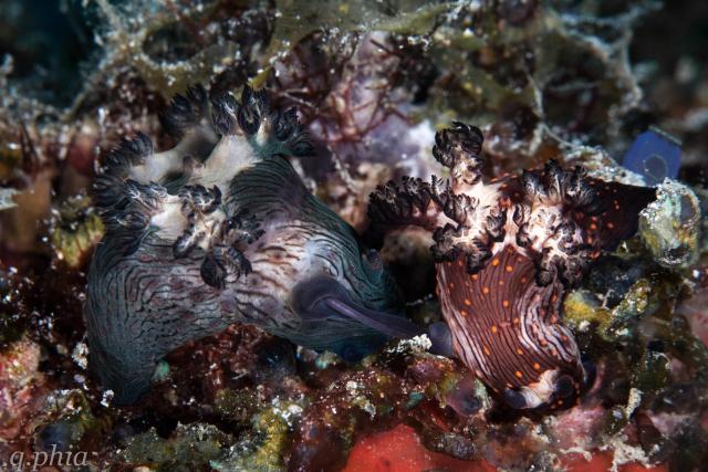 "2023, philippines, solitude one, romblon bonbon nudi love."

q phia, CC BY 2.0 via Flickr: https://flic.kr/p/2oQ4Nk2