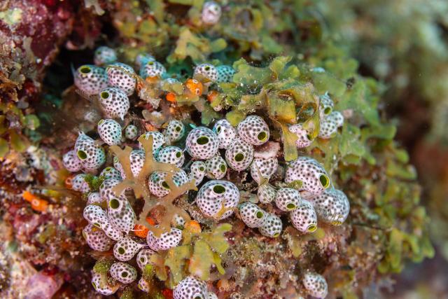 "Tunicados (Didemnum molle), Zanzíbar, Tanzania."

Diego Delso, CC BY-SA 4.0, via Wikimedia Commons.