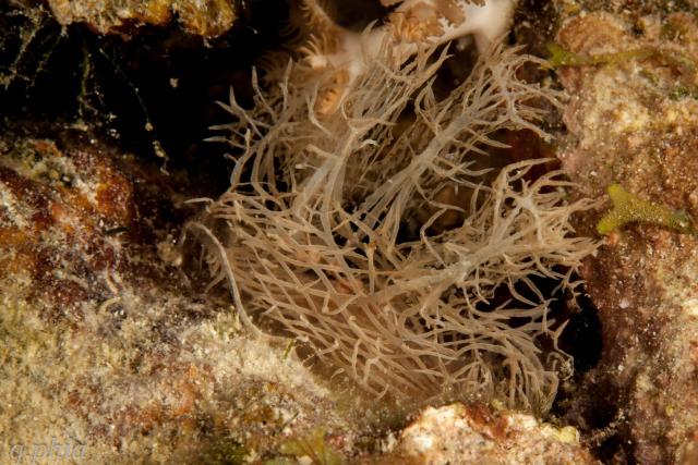 "2023, philippines, solitude one, romblon bonbon ghost nudi melibe 3."

If you have never seen this amazing species before: https://en.wikipedia.org/wiki/Melibe_colemani

q phia, CC BY 2.0 via Flickr: https://flic.kr/p/2oQ5Kva