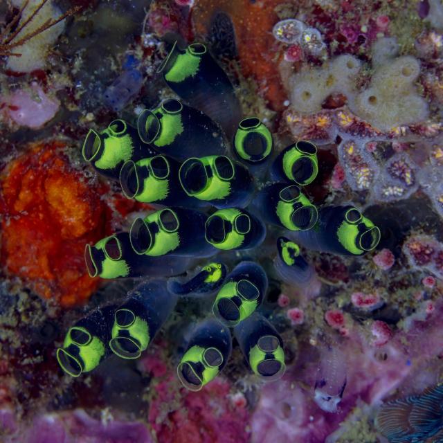 "Tunicado (Clavelina robusta), Anilao, Filipinas."

Diego Delso, CC BY-SA 4.0, via Wikimedia Commons.