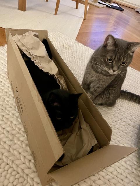 Two cats are featured: one black cat is sitting inside a cardboard box filled with crumpled paper, while a gray cat is curiously looking at the box from the side. The background includes a cozy, textured rug and wooden flooring.