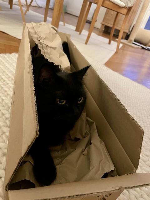 A black cat is resting inside a cardboard box lined with crumpled paper. It’s the perfect size, one cat in width and length. The scene is cozy, with wooden furniture in the background and a textured rug beneath.