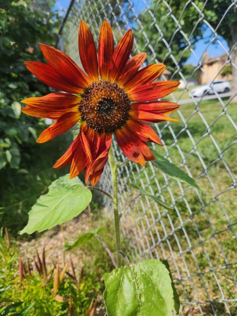 Orange sunflower