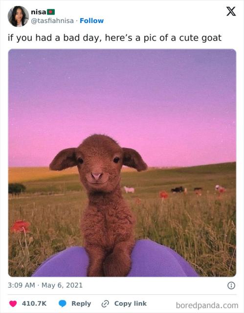 cute goat
