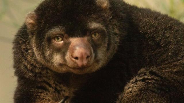 The Talaud Bear Cuscus is a critically endangered #marsupial from #Salibabu island #Indonesia vanishing from #palmoil #deforestation. Join the #Boycott4Wildlife on brands sending them extinct. https://palmoildetectives.com/2021/01/26/talaud-bear-cuscus/ via @palmoildetect
