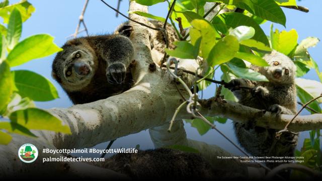 The Talaud Bear Cuscus is a critically endangered #marsupial from #Salibabu island #Indonesia vanishing from #palmoil #deforestation. Join the #Boycott4Wildlife on brands sending them extinct. https://palmoildetectives.com/2021/01/26/talaud-bear-cuscus/ via @palmoildetect
