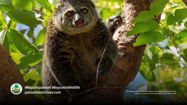 The Talaud Bear Cuscus is a critically endangered #marsupial from #Salibabu island #Indonesia vanishing from #palmoil #deforestation. Join the #Boycott4Wildlife on brands sending them extinct. https://palmoildetectives.com/2021/01/26/talaud-bear-cuscus/ via @palmoildetect
