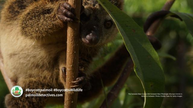 The Talaud Bear Cuscus is a critically endangered #marsupial from #Salibabu island #Indonesia vanishing from #palmoil #deforestation. Join the #Boycott4Wildlife on brands sending them extinct. https://palmoildetectives.com/2021/01/26/talaud-bear-cuscus/ via @palmoildetect
