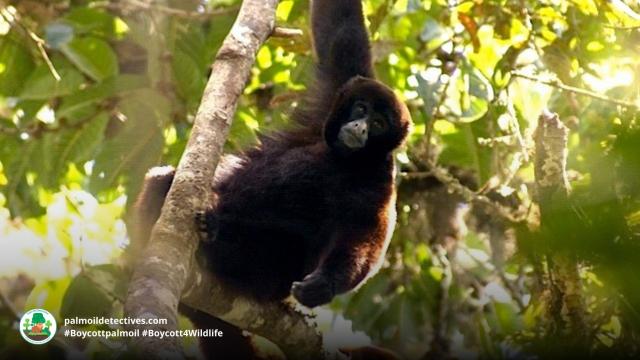 Peruvian Yellow-tailed Wooly Monkeys live in #Peru #SouthAmerica. Known for their distinctive woolly coats, hooting calls. #Criticallyendangered from #deforestation Join the #Boycott4Wildlife against brands causing #deforestation https://palmoildetectives.com/2021/07/17/peruvian-yellow-tailed-woolly-monkey-lagothrix-flavicauda/ via @palmoildetect
