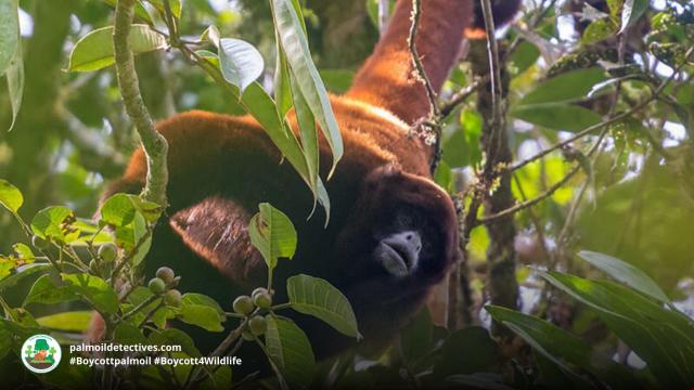 Peruvian Yellow-tailed Wooly Monkeys live in #Peru #SouthAmerica. Known for their distinctive woolly coats, hooting calls. #Criticallyendangered from #deforestation Join the #Boycott4Wildlife against brands causing #deforestation https://palmoildetectives.com/2021/07/17/peruvian-yellow-tailed-woolly-monkey-lagothrix-flavicauda/ via @palmoildetect
