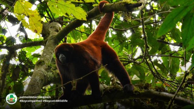 Peruvian Yellow-tailed Wooly Monkeys live in #Peru #SouthAmerica. Known for their distinctive woolly coats, hooting calls. #Criticallyendangered from #deforestation Join the #Boycott4Wildlife against brands causing #deforestation https://palmoildetectives.com/2021/07/17/peruvian-yellow-tailed-woolly-monkey-lagothrix-flavicauda/ via @palmoildetect
