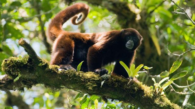 Peruvian Yellow-tailed Wooly Monkeys live in #Peru #SouthAmerica. Known for their distinctive woolly coats, hooting calls. #Criticallyendangered from #deforestation Join the #Boycott4Wildlife against brands causing #deforestation https://palmoildetectives.com/2021/07/17/peruvian-yellow-tailed-woolly-monkey-lagothrix-flavicauda/ via @palmoildetect
