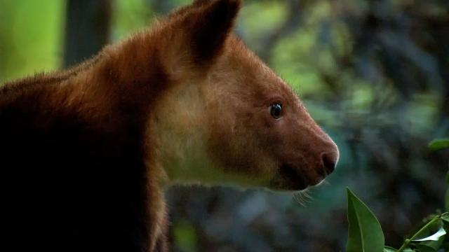 Golden-mantled Tree Kangaroos are critically endangered due to #palmoil #deforestation and #hunting. You can help them with a brand #Boycott4Wildlife on brands destroying their rainforest home! Find out more https://palmoildetectives.com/2021/01/26/golden-mantled-tree-kangaroo-dendrolagus-pulcherrimus/ via @palmoildetect
