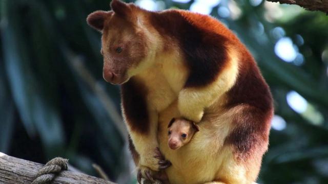 Golden-mantled Tree Kangaroos are critically endangered due to #palmoil #deforestation and #hunting. You can help them with a brand #Boycott4Wildlife on brands destroying their rainforest home! Find out more https://palmoildetectives.com/2021/01/26/golden-mantled-tree-kangaroo-dendrolagus-pulcherrimus/ via @palmoildetect
