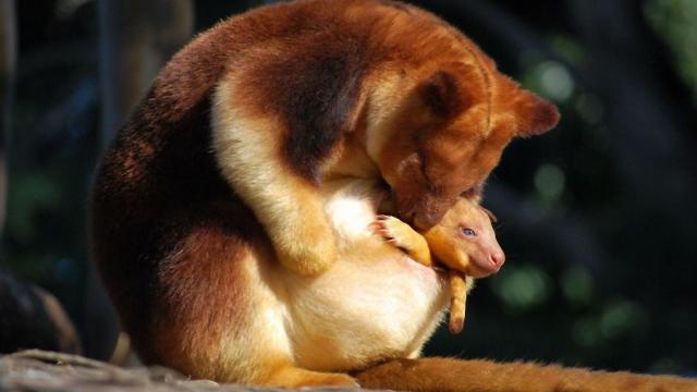 Golden-mantled Tree Kangaroos are critically endangered due to #palmoil #deforestation and #hunting. You can help them with a brand #Boycott4Wildlife on brands destroying their rainforest home! Find out more https://palmoildetectives.com/2021/01/26/golden-mantled-tree-kangaroo-dendrolagus-pulcherrimus/ via @palmoildetect
