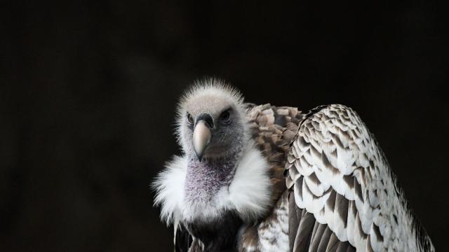 Rulers of African skies and expert carrion clearers, Rüppell’s Vultures are critically endangered #birds mainly due to #deforestation for #palmoil in #Africa and other complex threats. Help them survive and #Boycottpalmoil #Boycott4Wildlife @palmoildetect https://wp.me/pcFhgU-Ql
