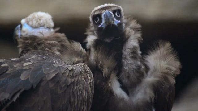 Rulers of African skies and expert carrion clearers, Rüppell’s Vultures are critically endangered #birds mainly due to #deforestation for #palmoil in #Africa and other complex threats. Help them survive and #Boycottpalmoil #Boycott4Wildlife @palmoildetect https://wp.me/pcFhgU-Ql
