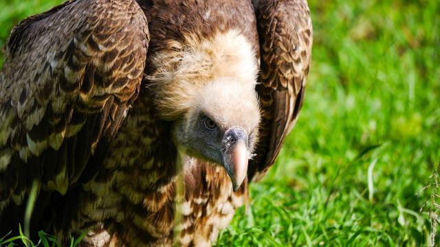 Rulers of African skies and expert carrion clearers, Rüppell’s Vultures are critically endangered #birds mainly due to #deforestation for #palmoil in #Africa and other complex threats. Help them survive and #Boycottpalmoil #Boycott4Wildlife @palmoildetect https://wp.me/pcFhgU-Ql
