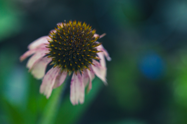 A dying flower with wilting pink petals