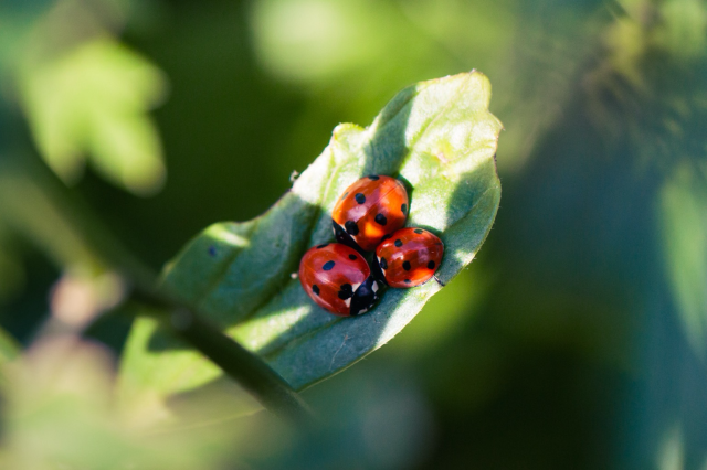 Three ladybugs cuddled up on a leaf