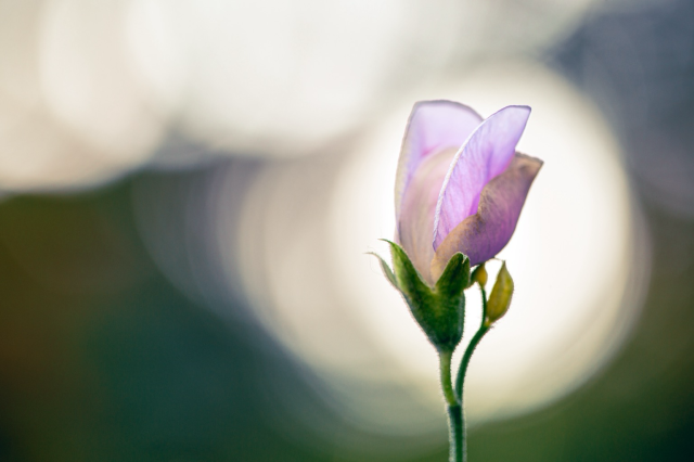 A pink sweet pea flower framed with light