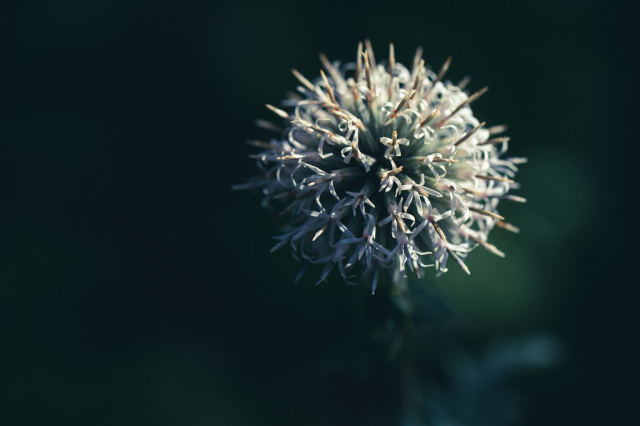 A flower side-lit by the sun