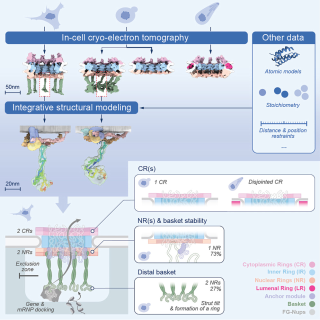 Summary image showing the process of imaging the proteins of the nuclear pore.