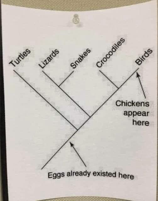 (A chart showing when eggs appear versus chickens)  Eggs already existed here Turtles Lizards Snakes Crocodiles Birds Chickens appear here