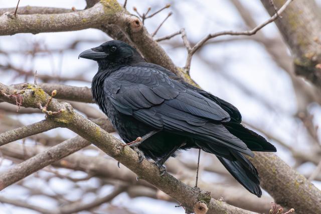 Image of a crow perched on a tree branch with out of focus branches, twigs, and a grey, overcast sky in the background. The crow is facing the left leaving one side and one eye visible. Crows have black body feathers, dark eyes, shiny black beaks, and black legs and feet.