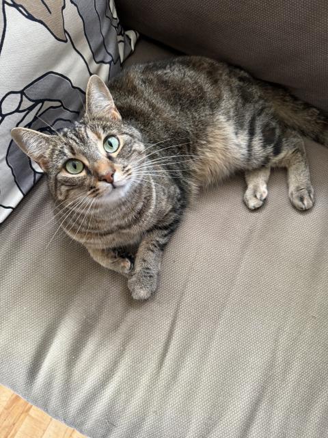 A tabby cat lying on a couch beside a throw pillow, and looking up at the camera.